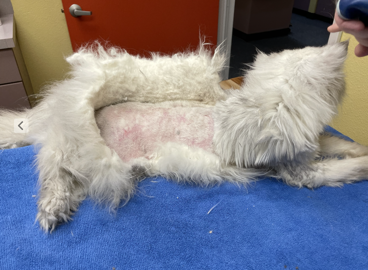 Awake, non-sedated full-body pelt removal case study image showing intact pelt shell and pelt memory