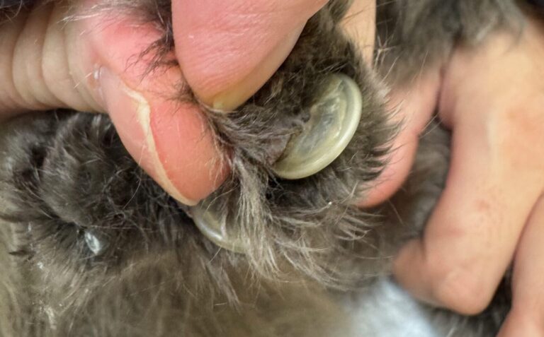 Multiple severely overgrown cat claws curving inward toward the paw pad