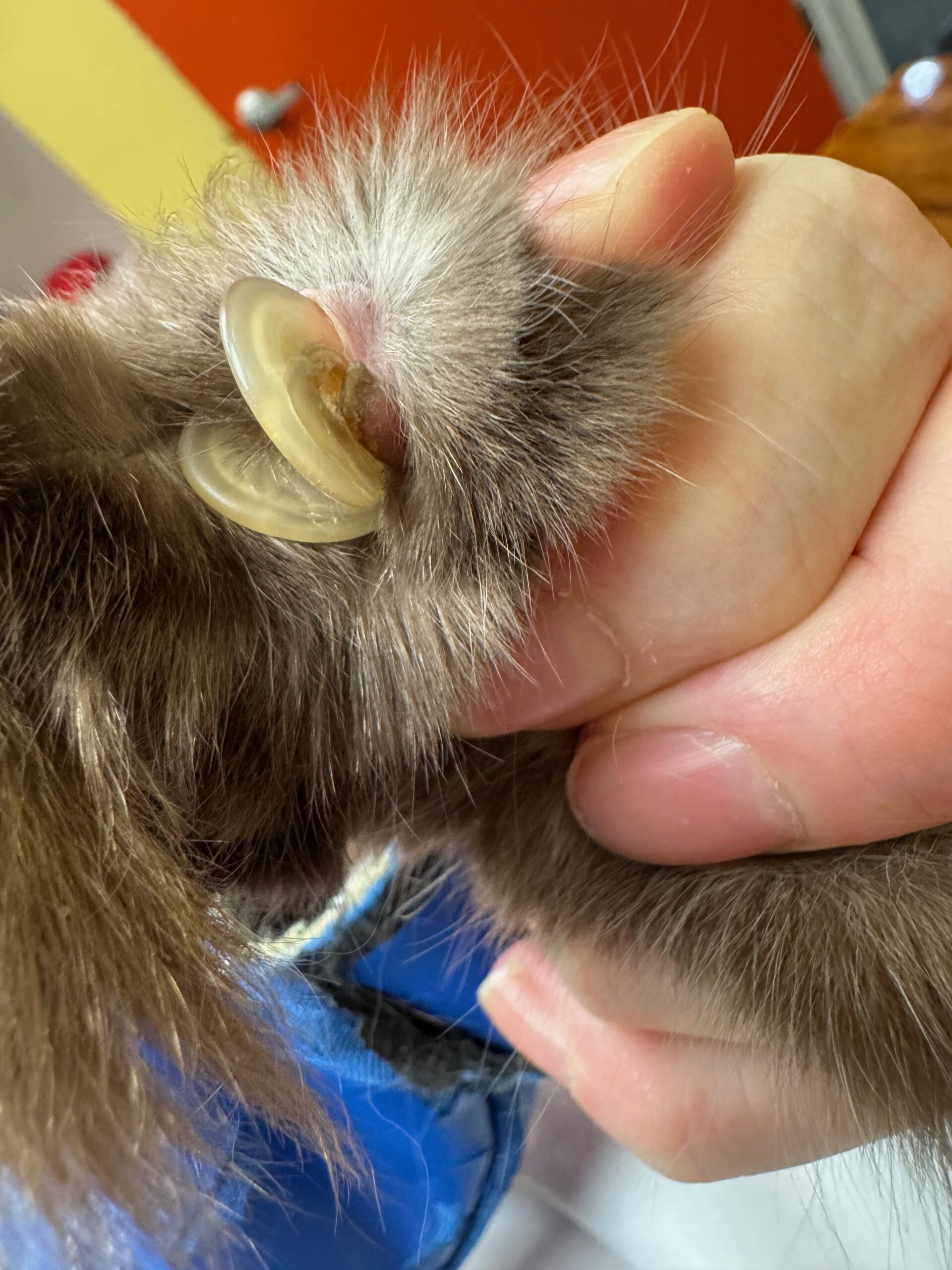 TANDEM Cat grooming environment showing controlled sterile procedure