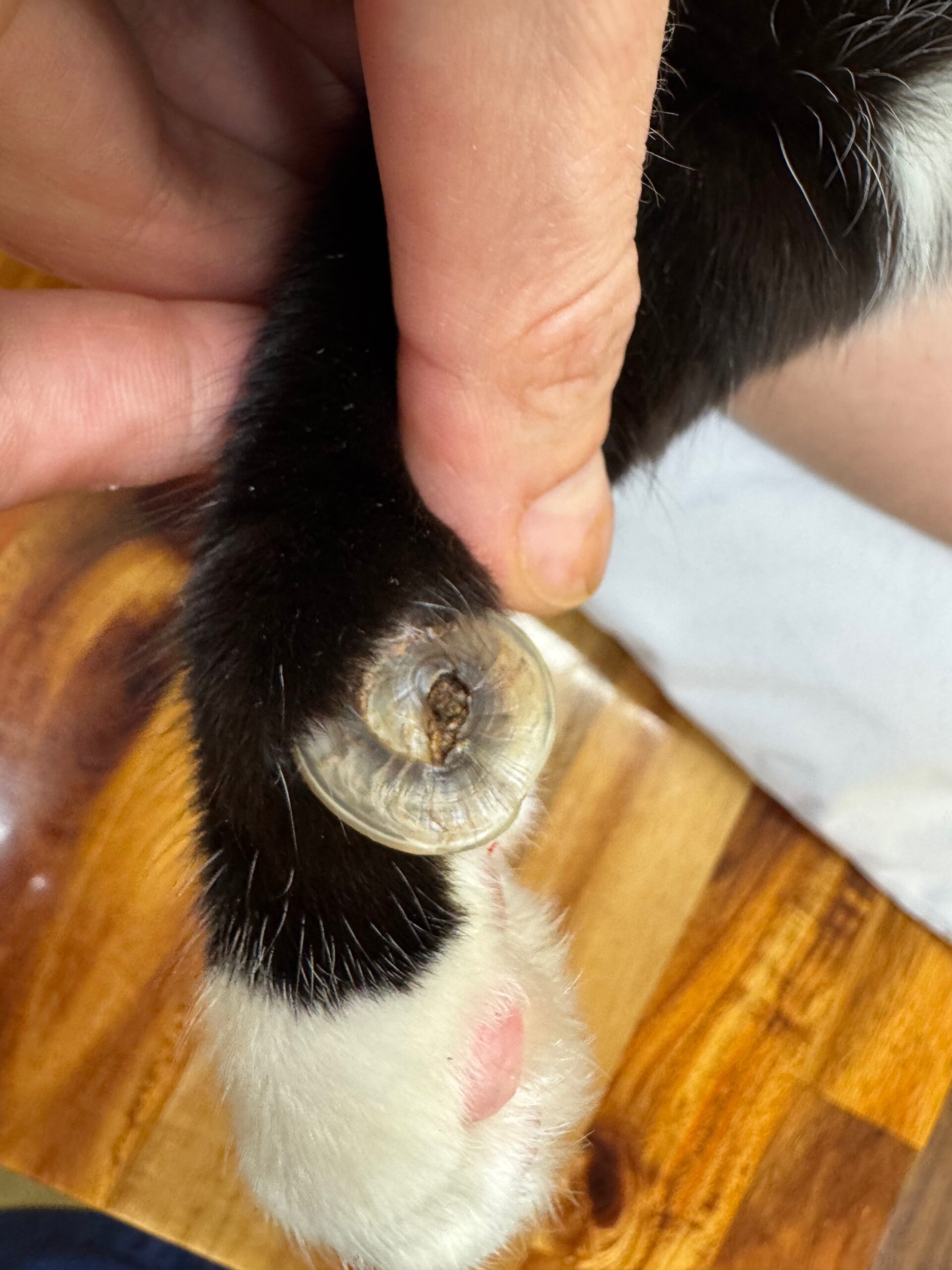 Advanced circular nail penetration (disc claw) ingrown into the paw pad before removal