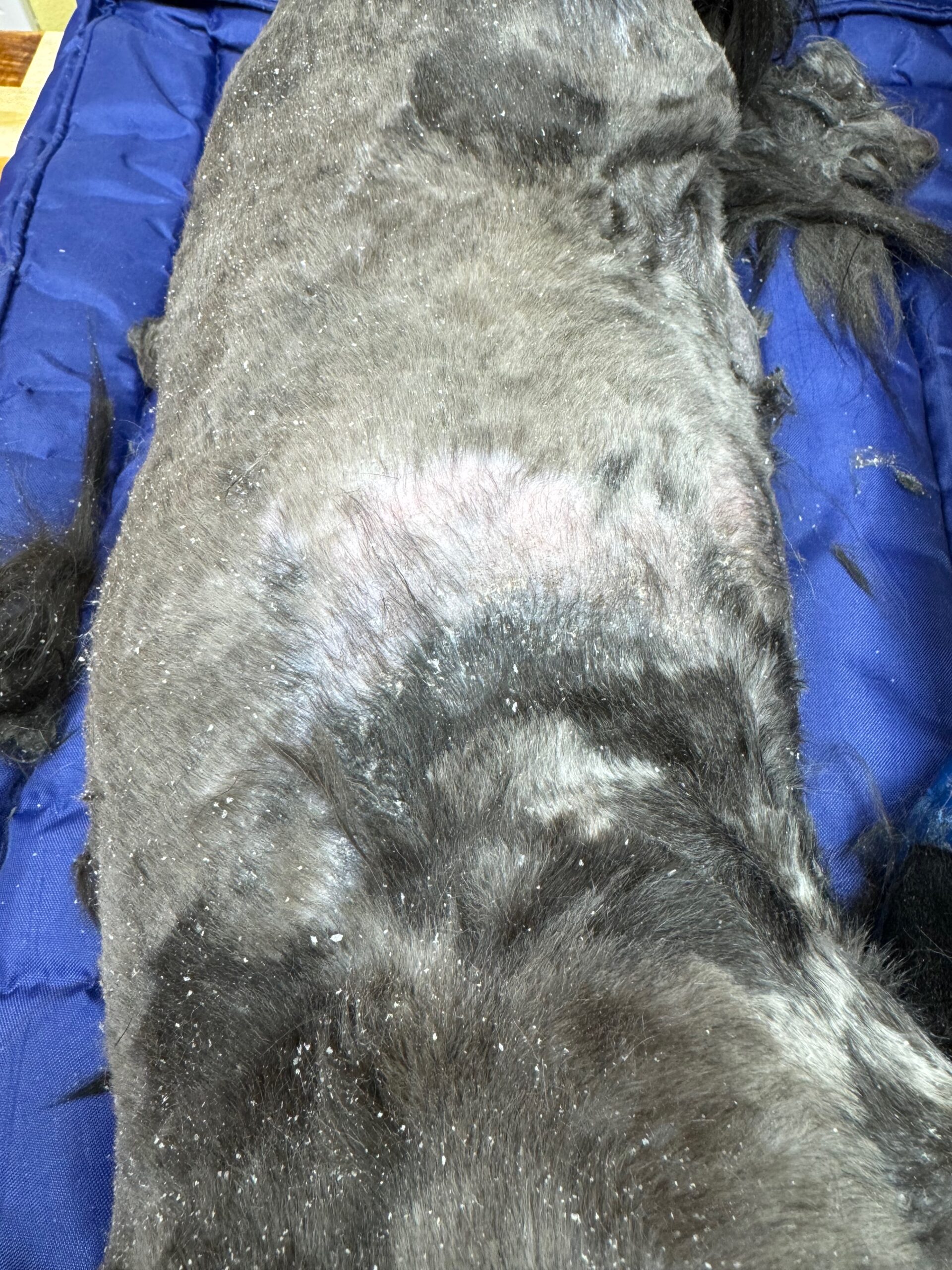 Dorsal skin bruising after release from advanced coat compaction