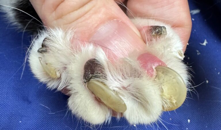 Multiple embedded cat claws with paw pad inflammation and tissue injury