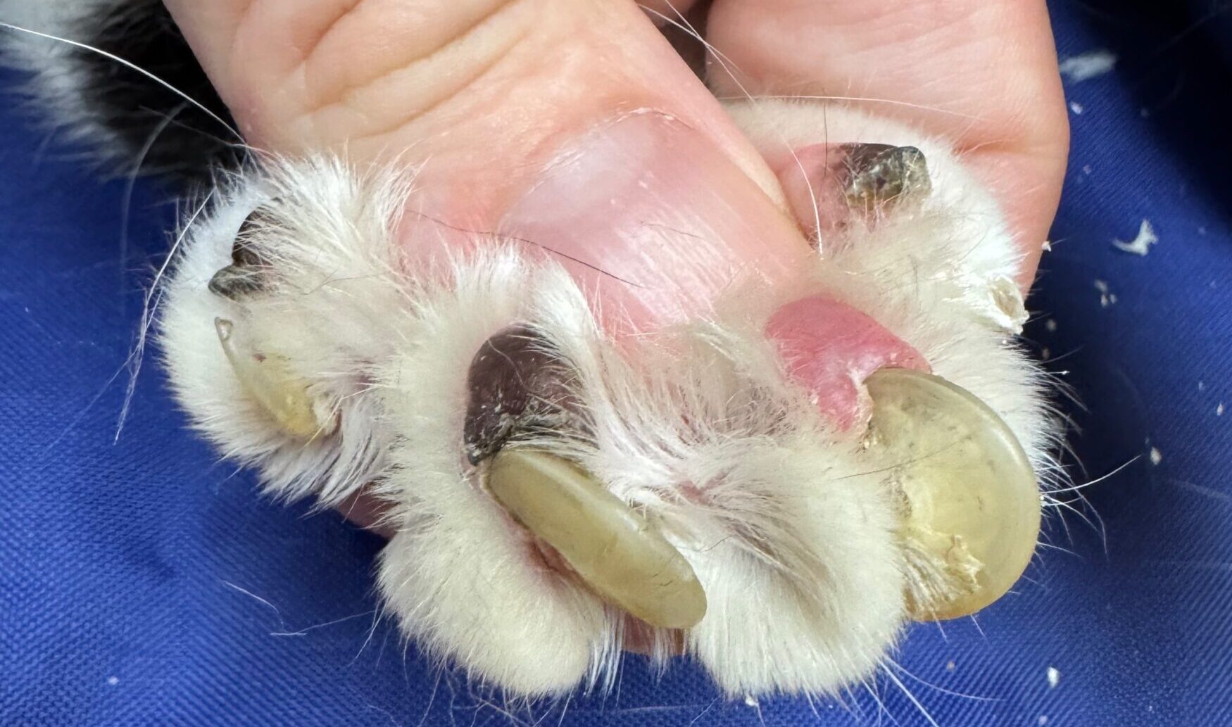 Ingrown claw removal case showing embedded claws with paw pad inflammation