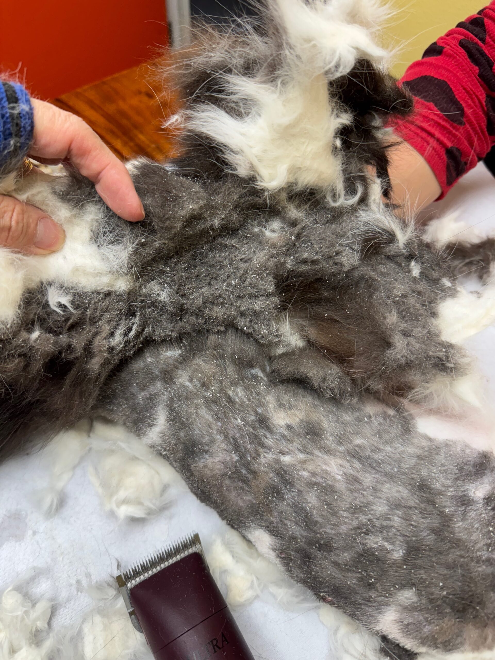 Half removed pelt fabric during body cast release