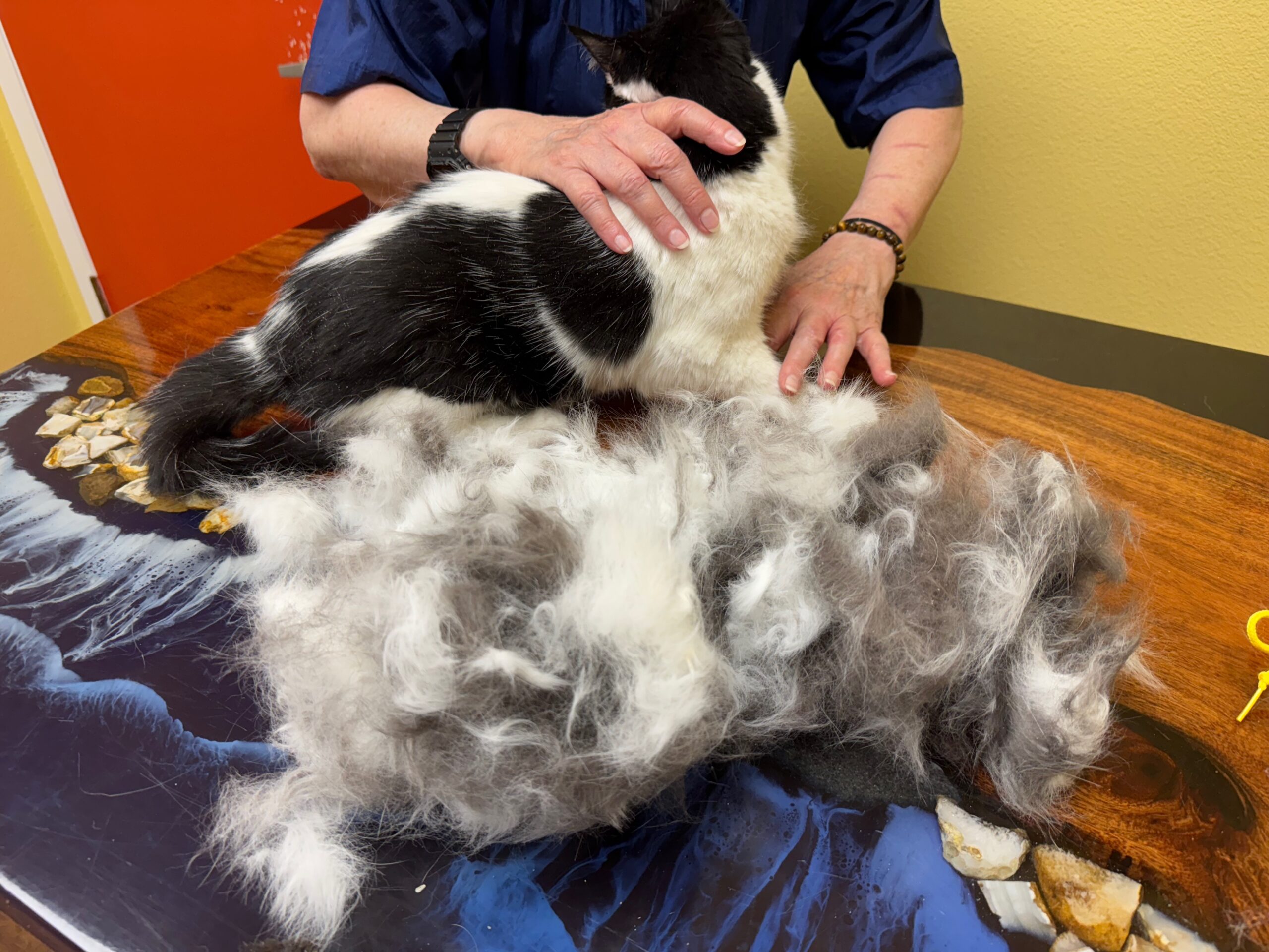 Tuxedo cat after intensive TANDEM Cat Unthreading treatment