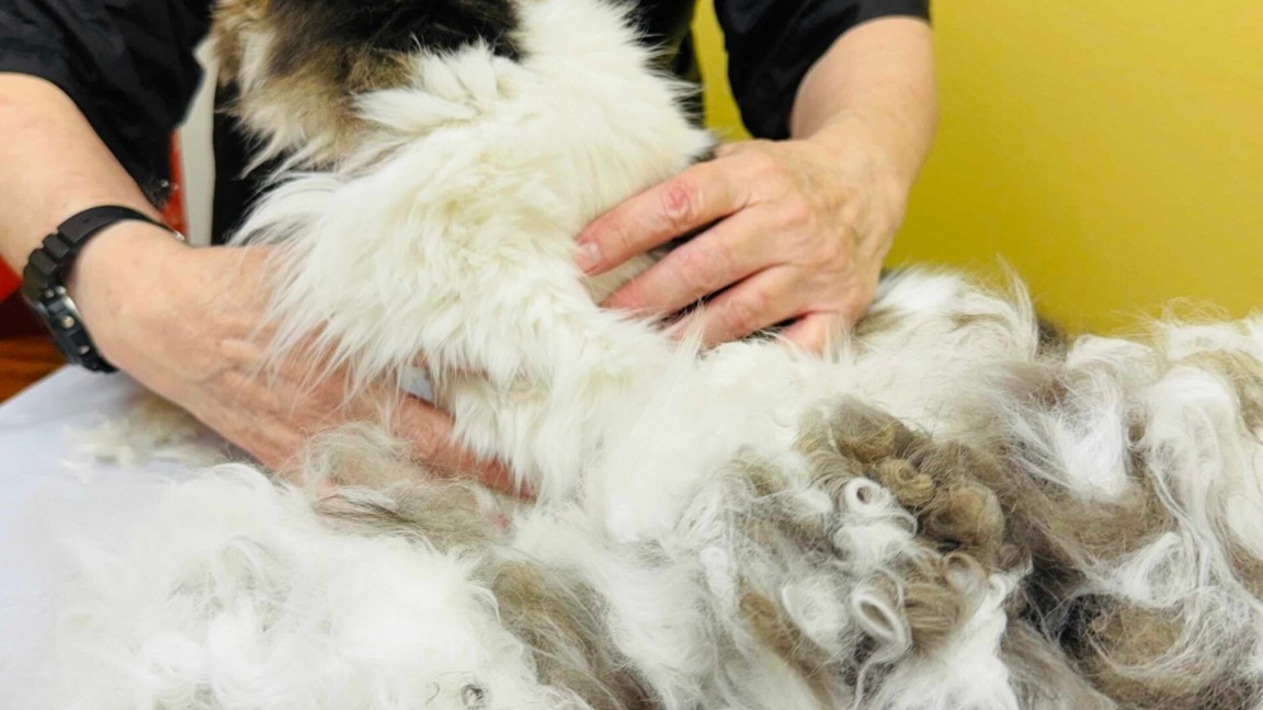 High-risk severe matting care with heart-rate awareness and trauma-informed handling in Portland