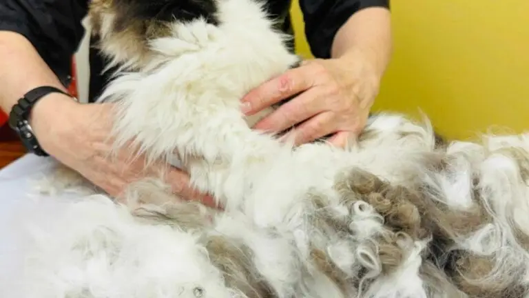 Cardiac cat undergoing gentle grooming with large amount of loose undercoat removed