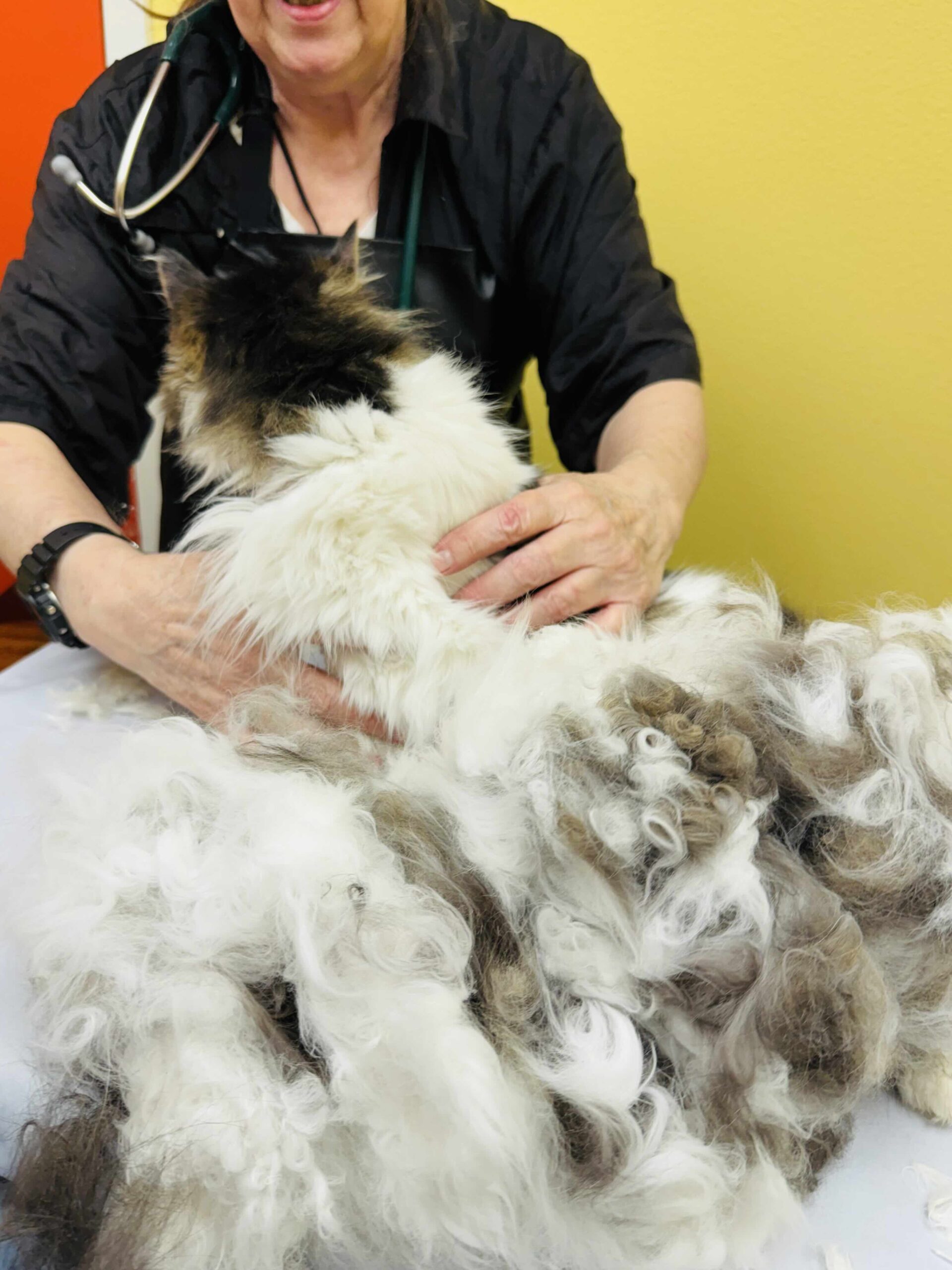 Heart rate monitoring during grooming for a cardiac cat