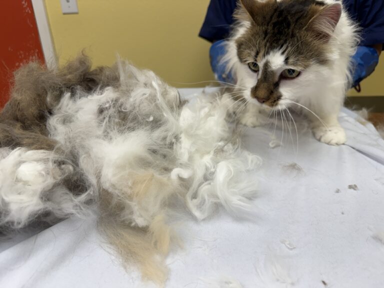 Long-haired cat after severe matting removal with large pile of fused undercoat