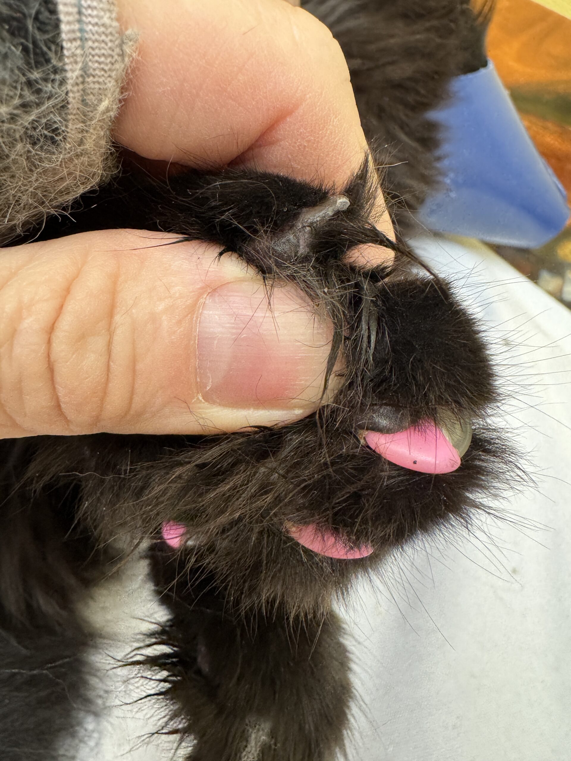 Embedded cat claw under plastic nail cap penetrating paw pad (before removal)
