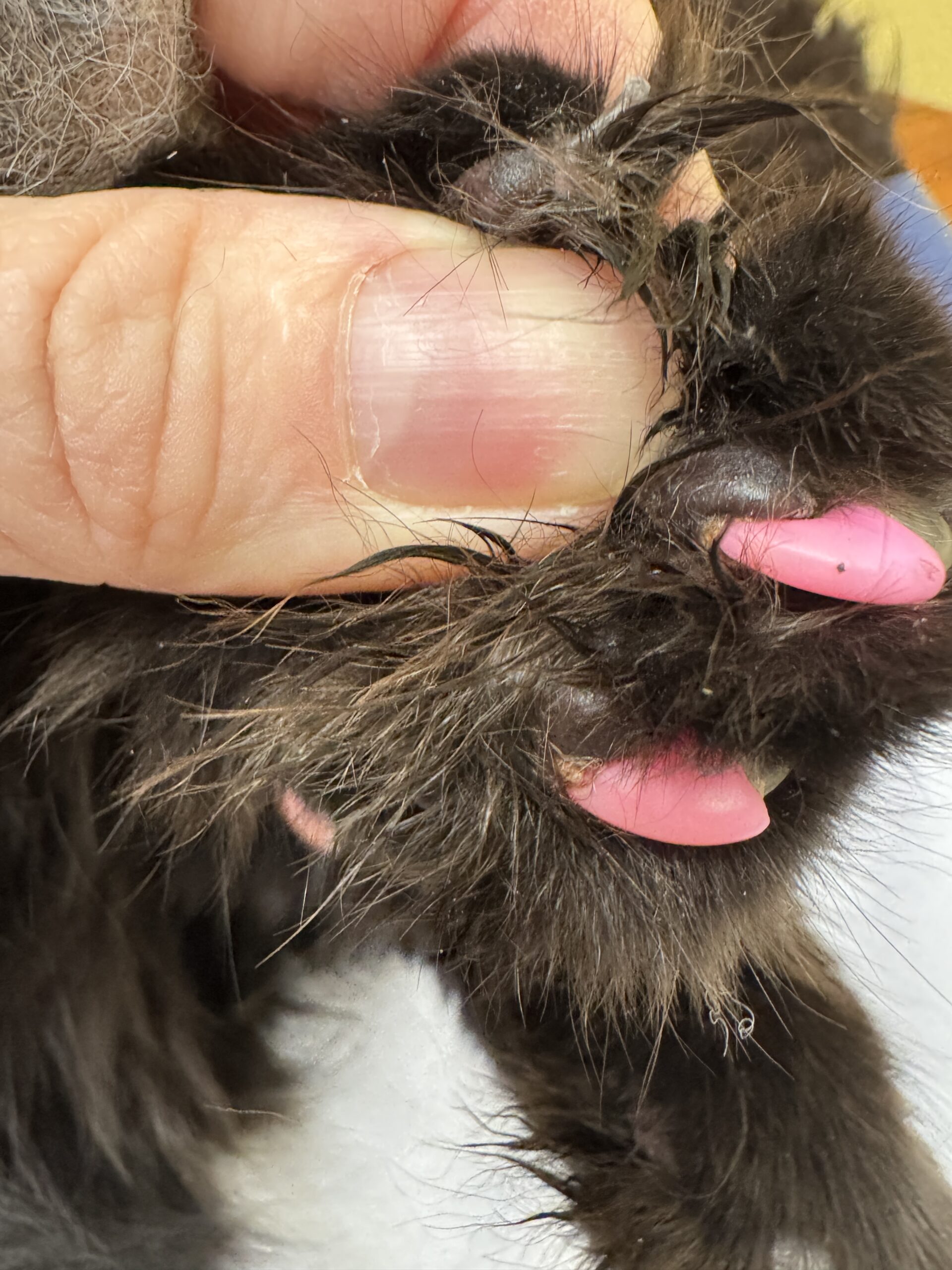 Soft Paws plastic nail coverings associated with an ingrown claw penetrating the paw pad
