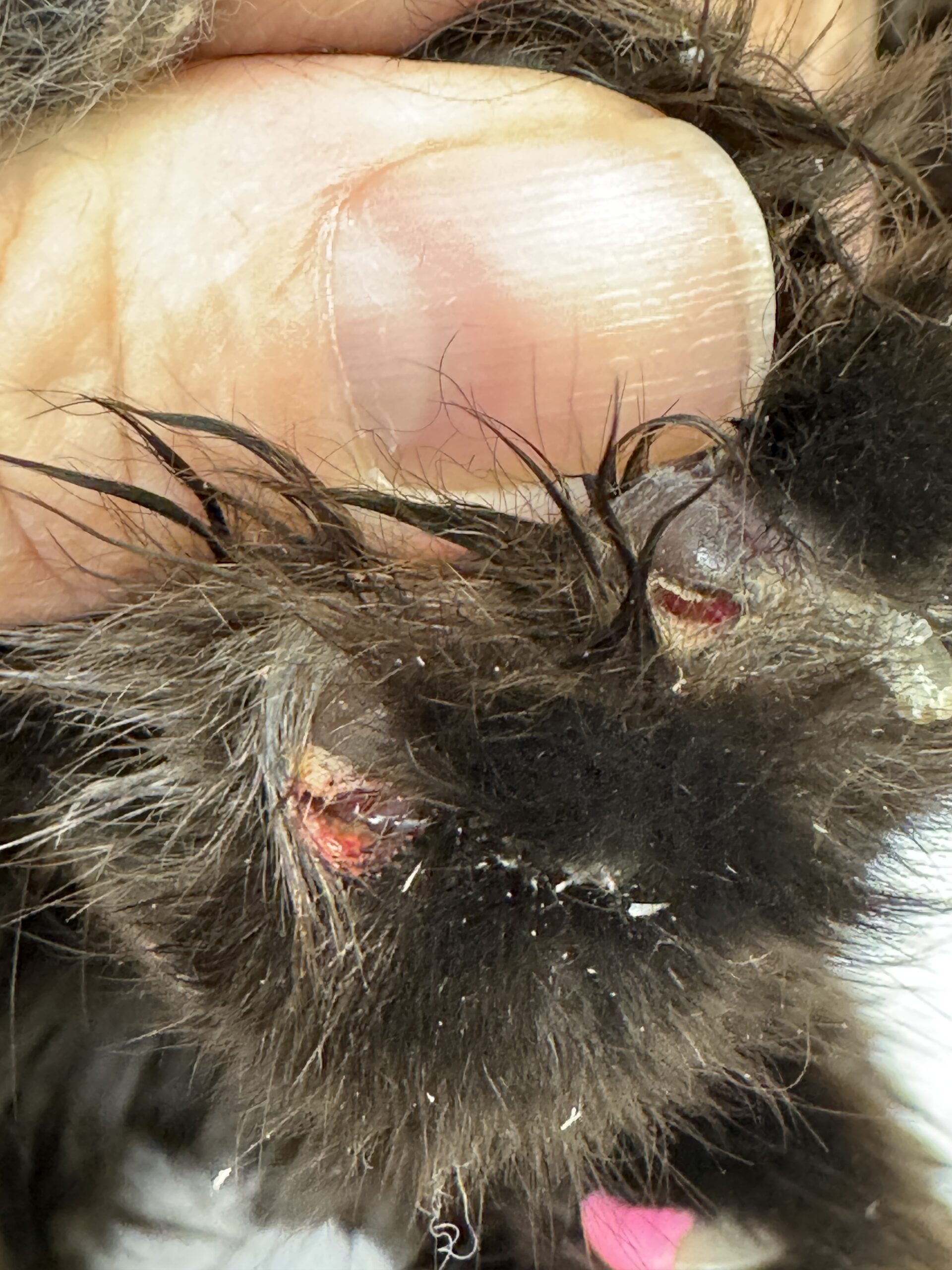 Cat paw pad ulcer caused by overgrown claw pressure or penetration