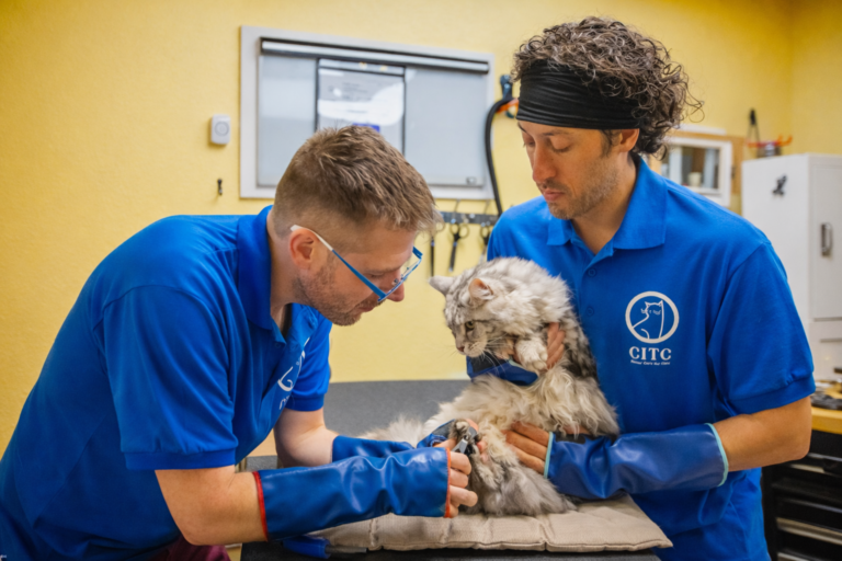 Professional feline-only team performing non-sedated cat nail trim in Portland