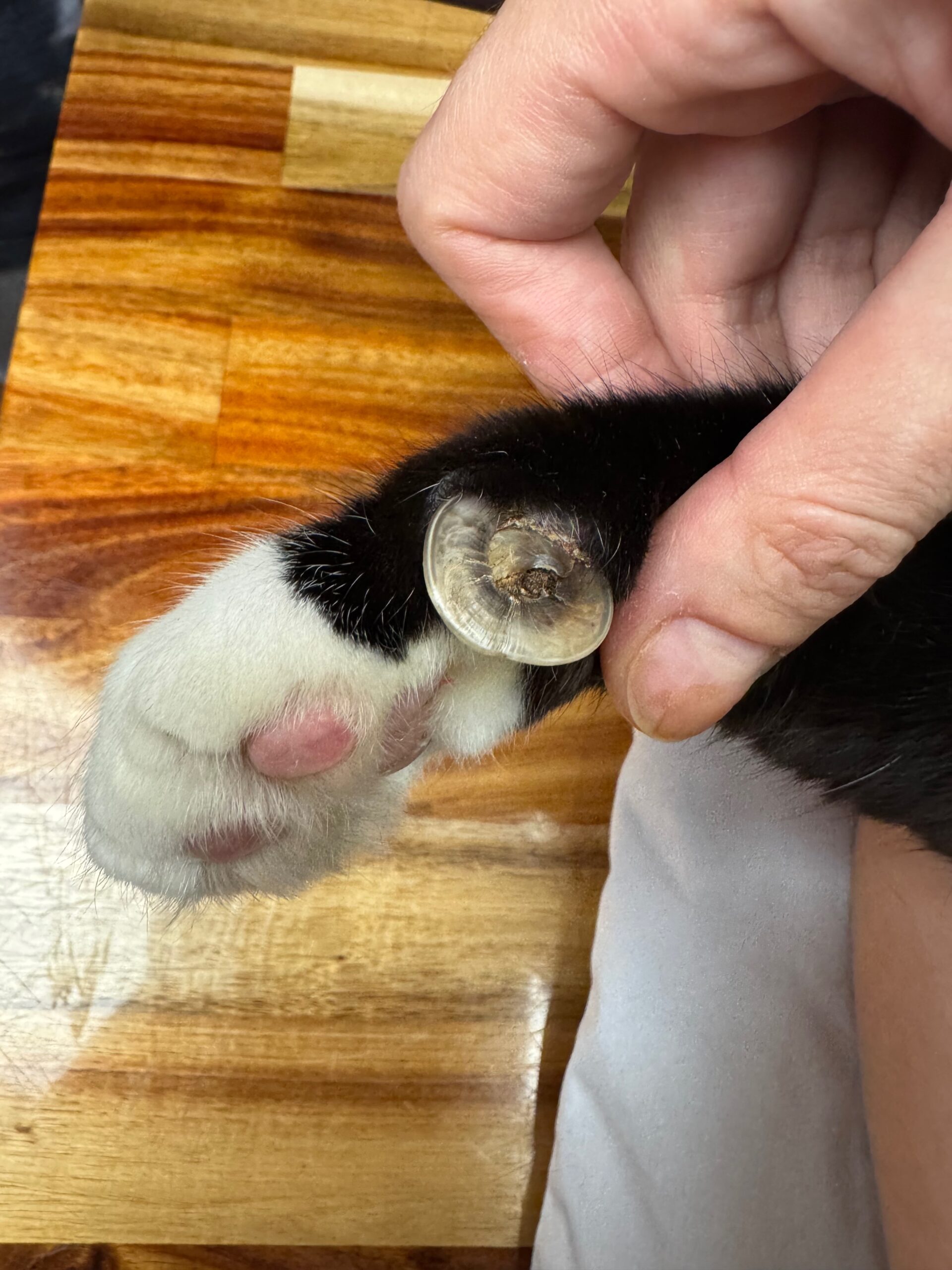 Full circular disc claw growing into senior cat paw pad