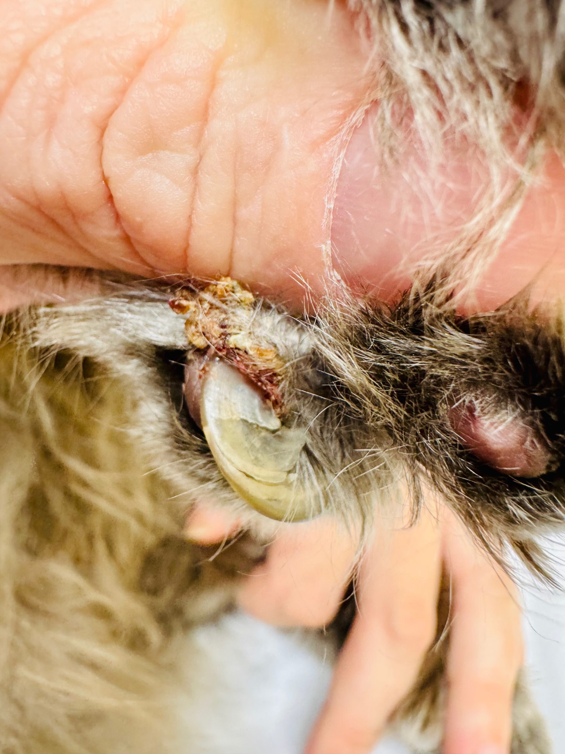 Ingrown claw with crusting and inflammation near paw pad (early detection warning signs)