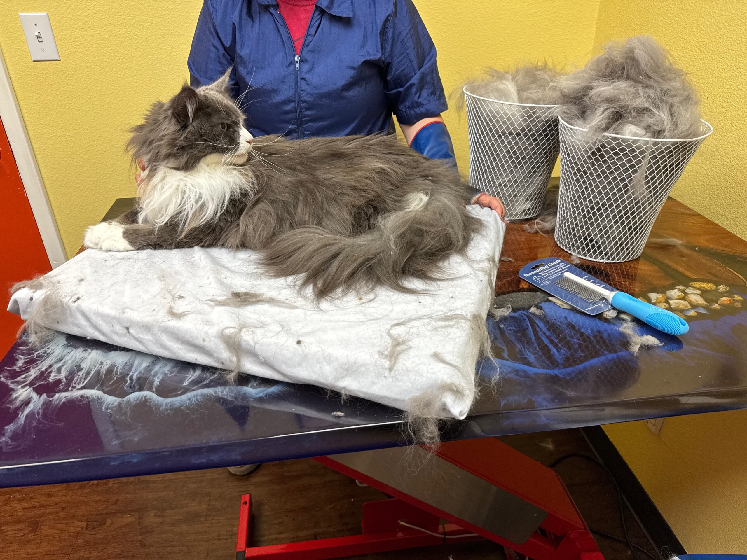 Long-haired cat next to baskets of removed loose coat after deshedding