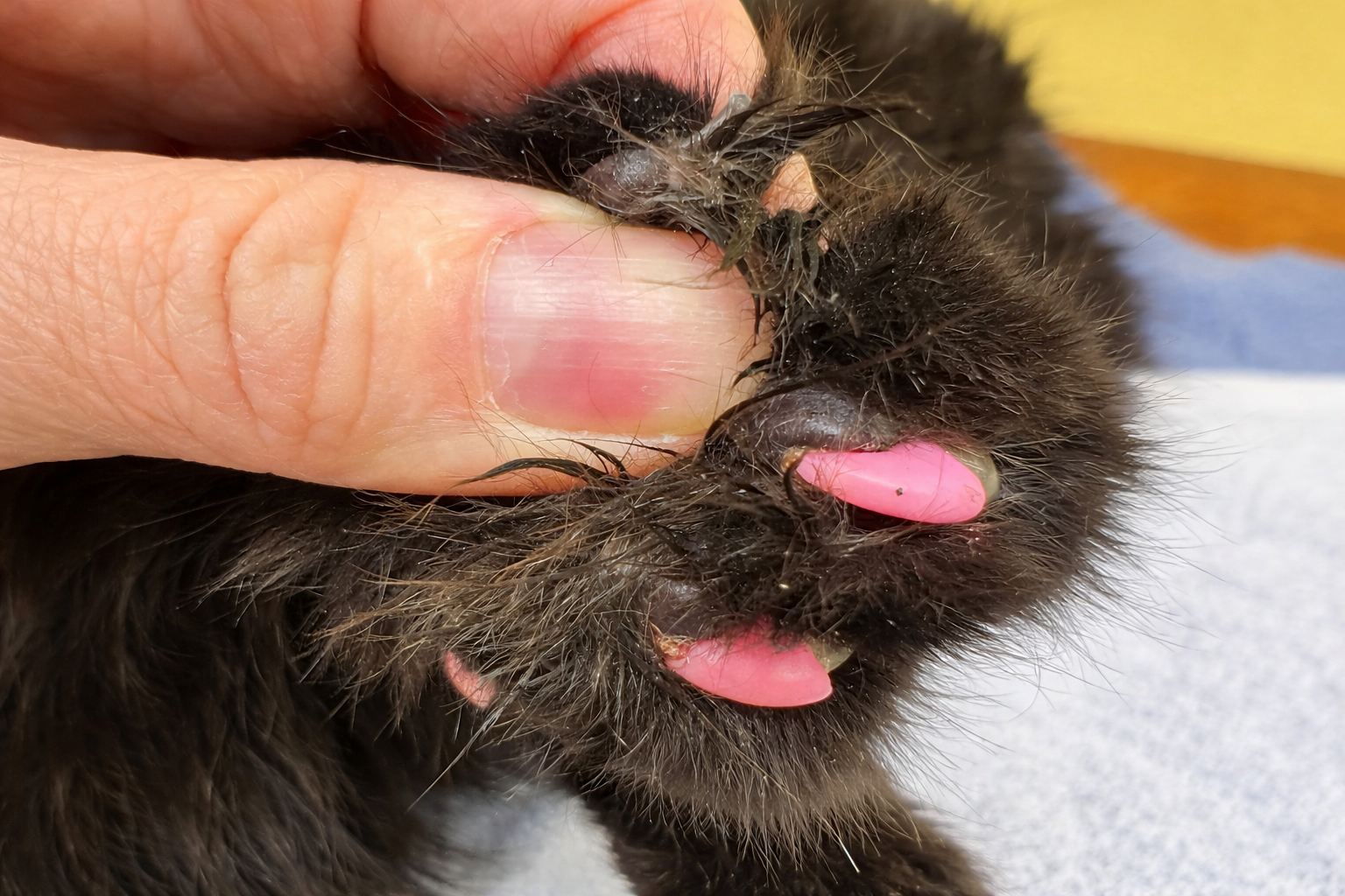 Soft Paws nail caps associated with hidden overgrowth and ingrown claws