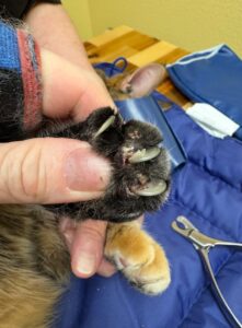 Multiple embedded overgrown cat claws with digital inflammation