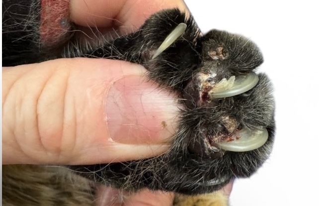 Multiple ingrown claws in a senior cat (multi-paw involvement with mobility changes)
