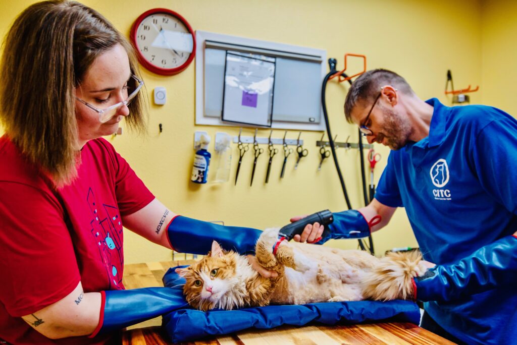 Non-sedated feline pelt removal procedure performed by two clinicians