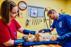 Non-sedated feline pelt removal procedure performed by two clinicians
