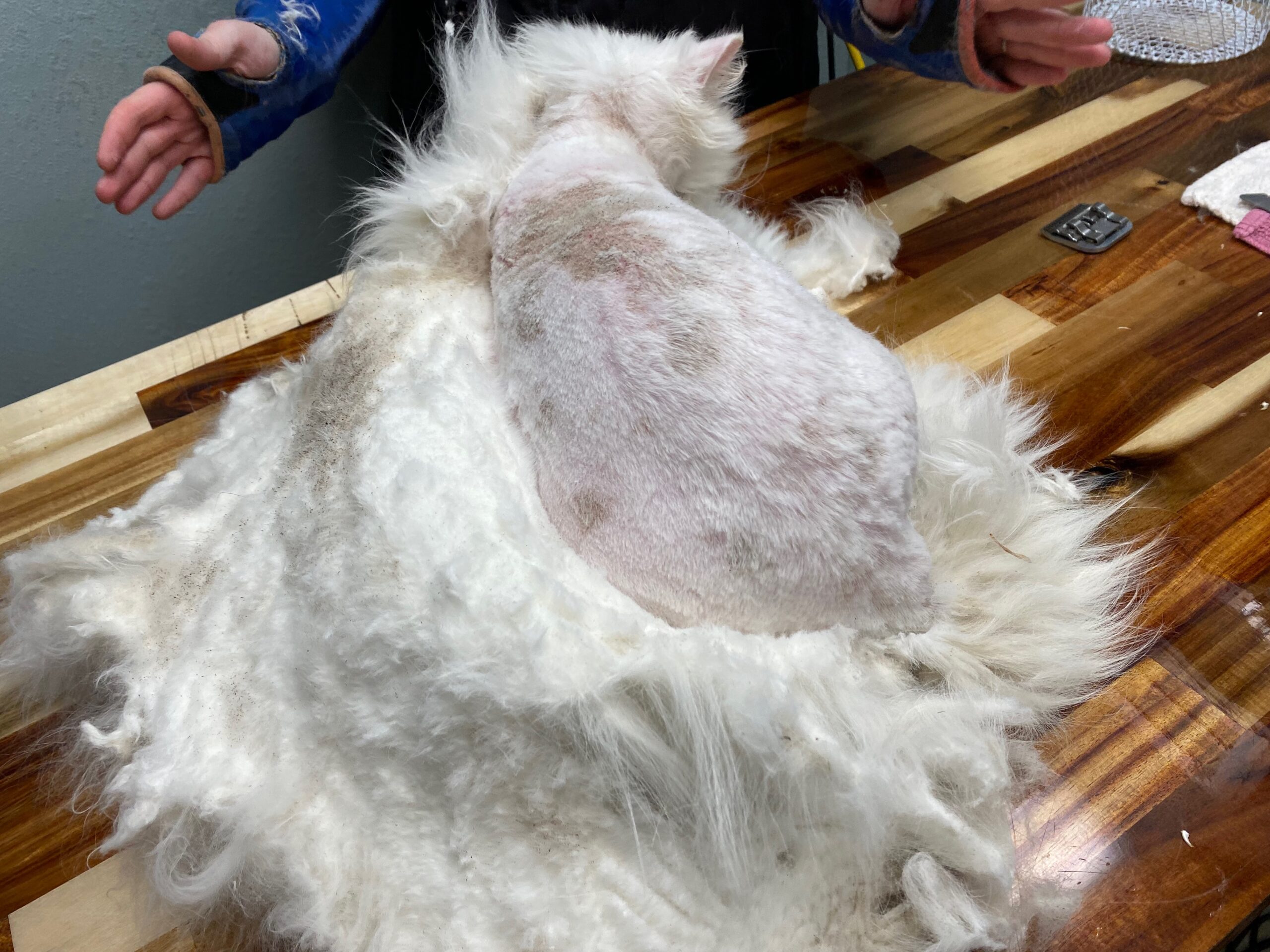Partial pelt removal allowing dorsal skin assessment during Persian grooming at Cats in the City Portland