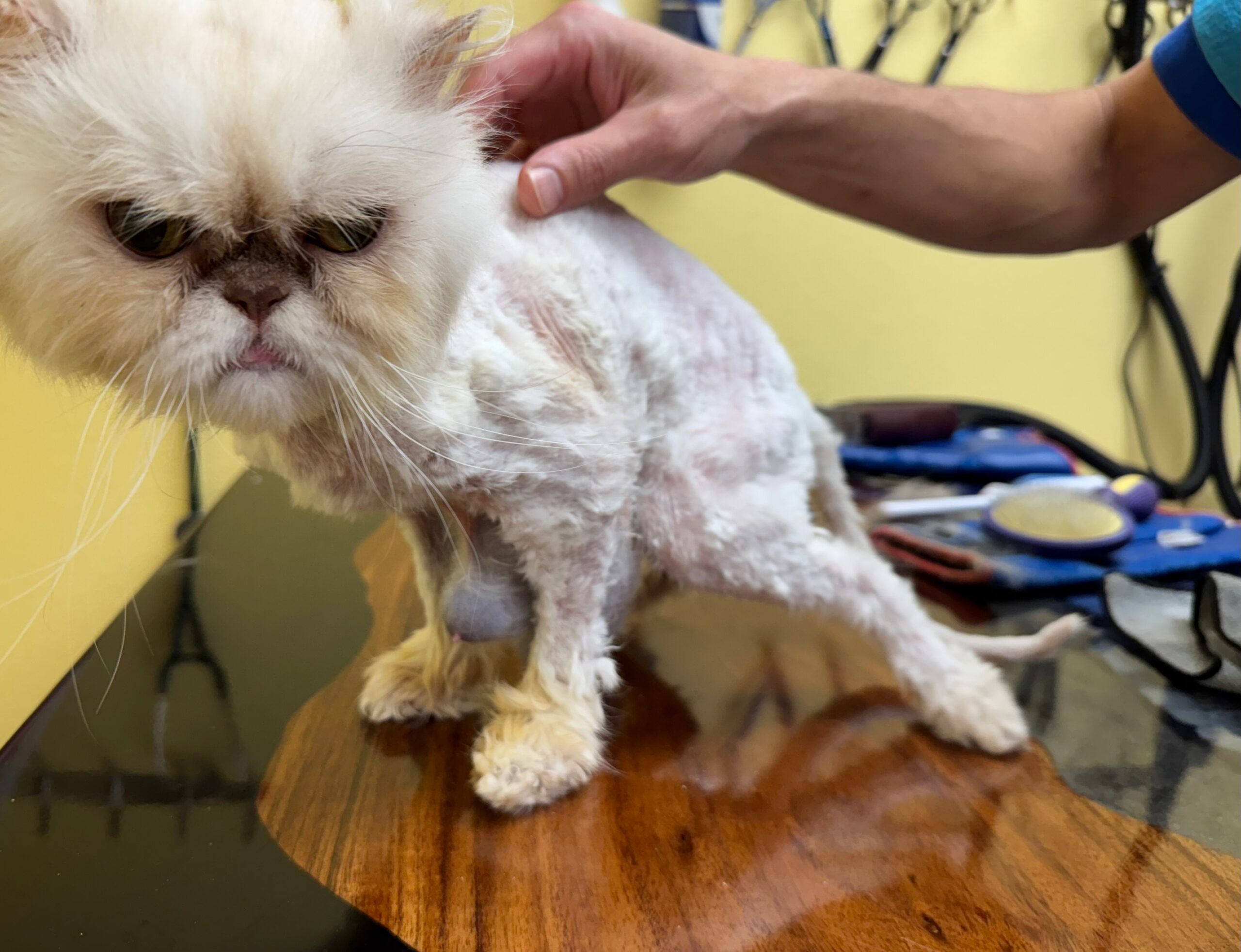 Senior Persian after pelt removal and hygiene restoration at Cats in the City Portland