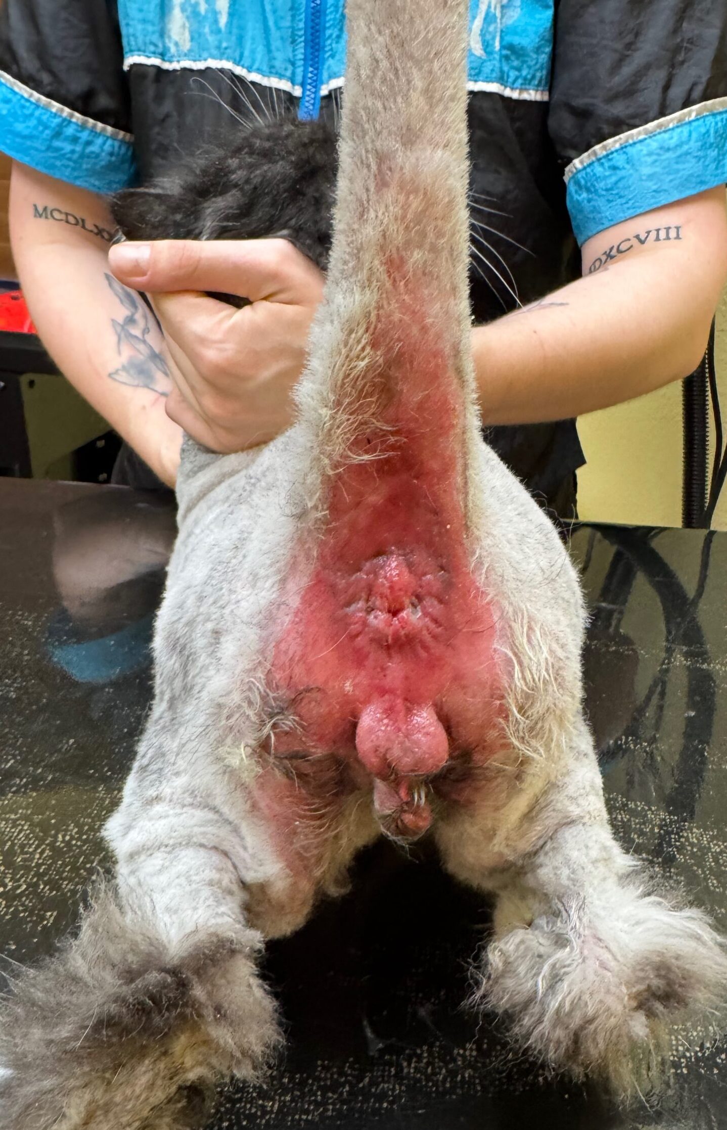 Post pelt removal perineal inflammation showing advanced urine scald and fecal burn