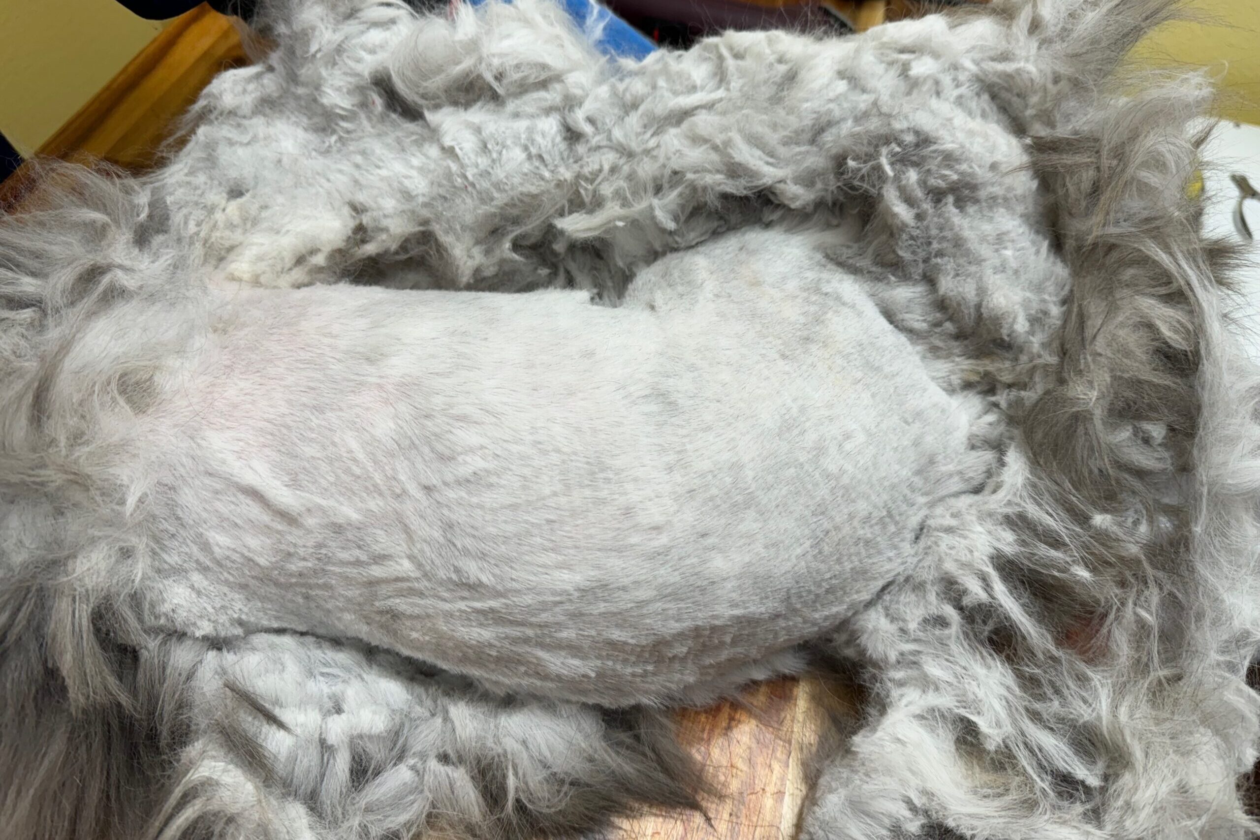 Cat after pelt removal coat reset