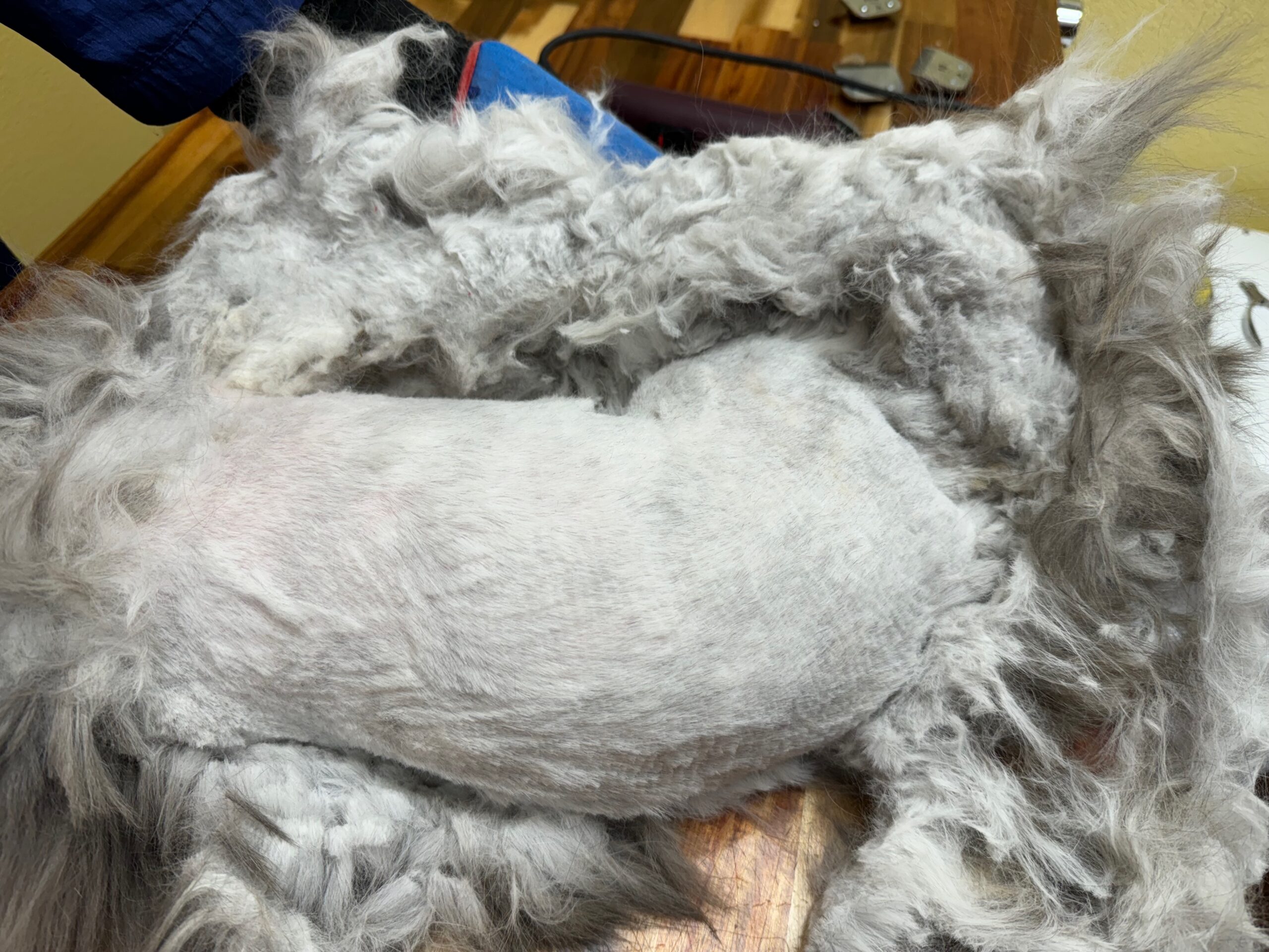 Cat midway through pelt removal showing ventral body reset