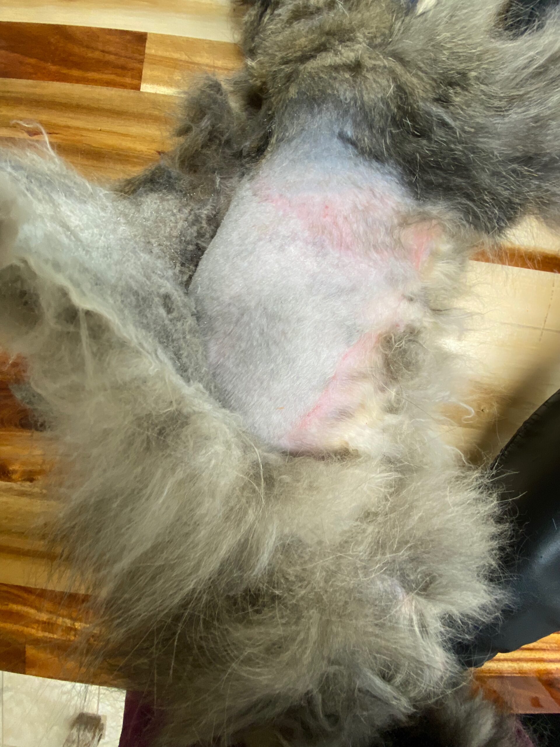 Friction burn and bruising visible after pelt release
