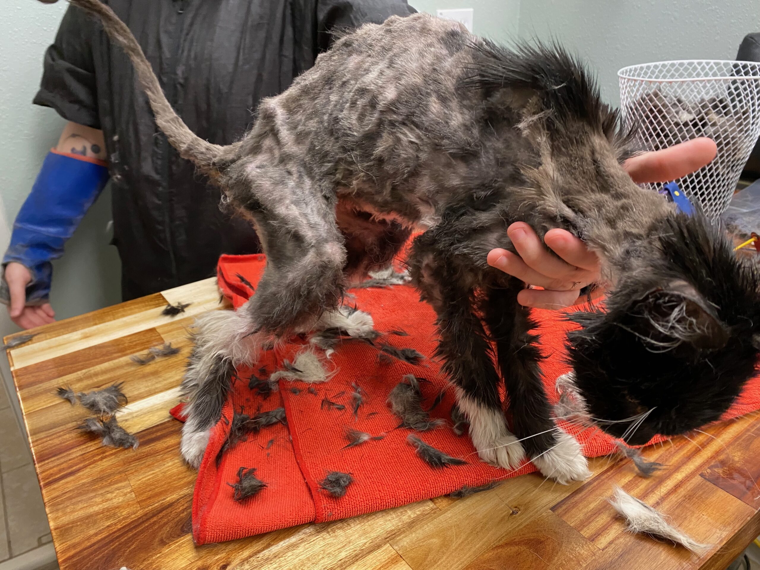 Frail elderly cat standing after restorative grooming care