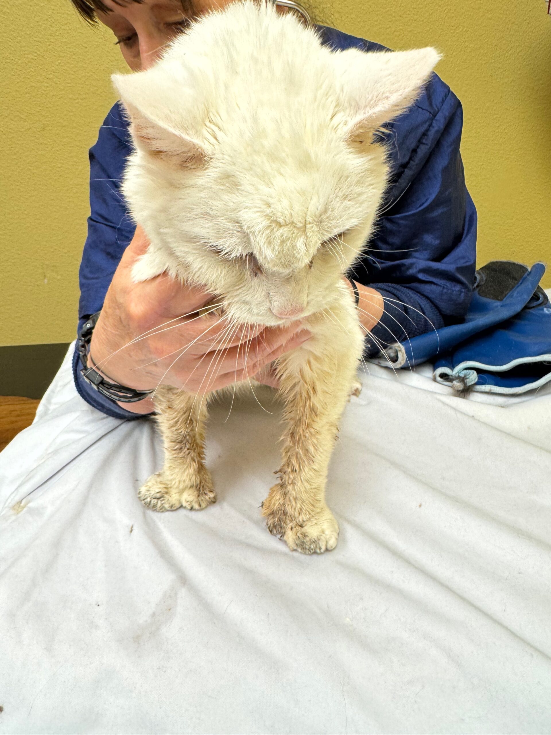 Senior cat undergoing comfort assessment