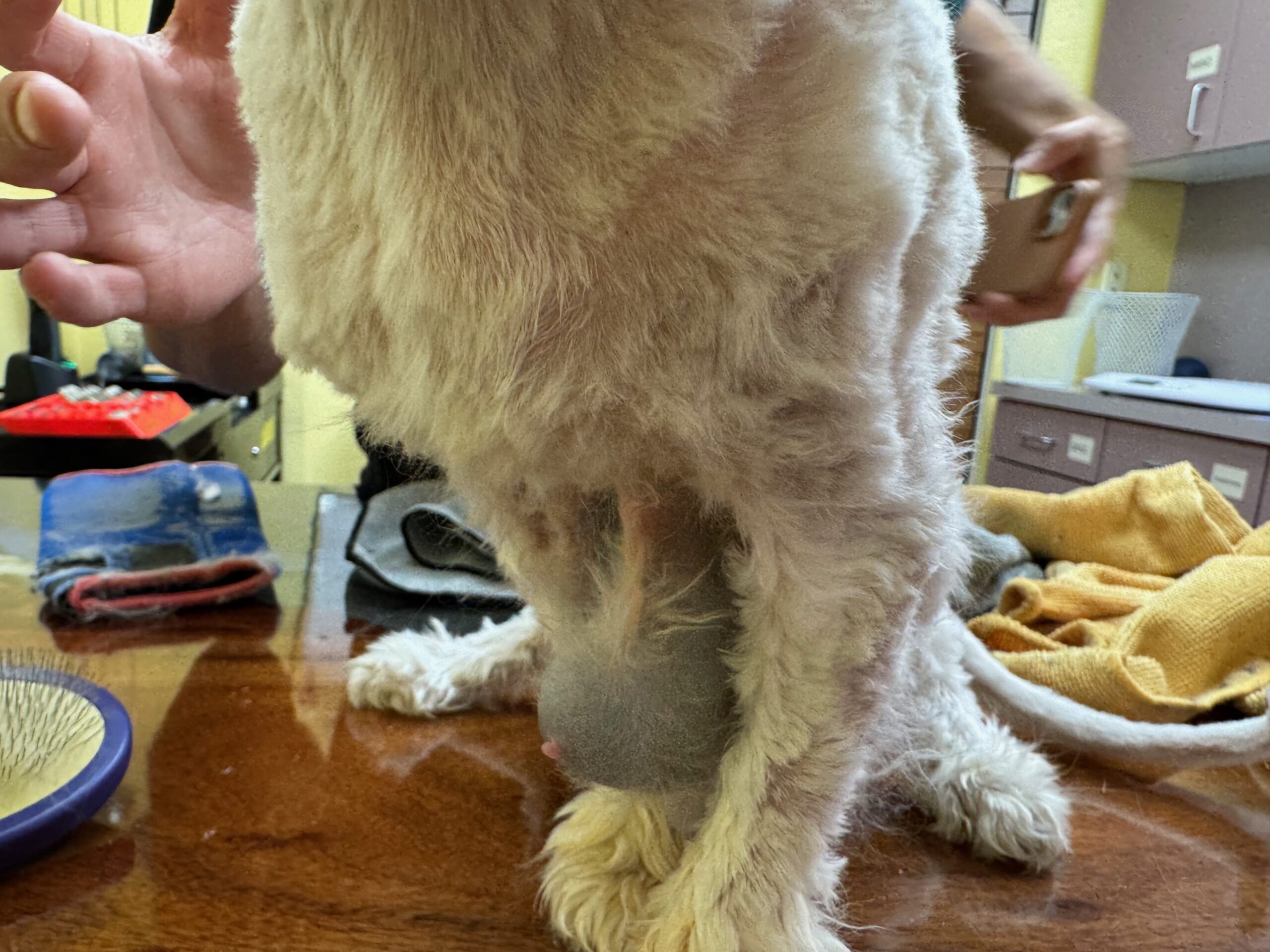 Senior Persian after end-of-life coat reset with mammary tumors discovered beneath advanced pelting