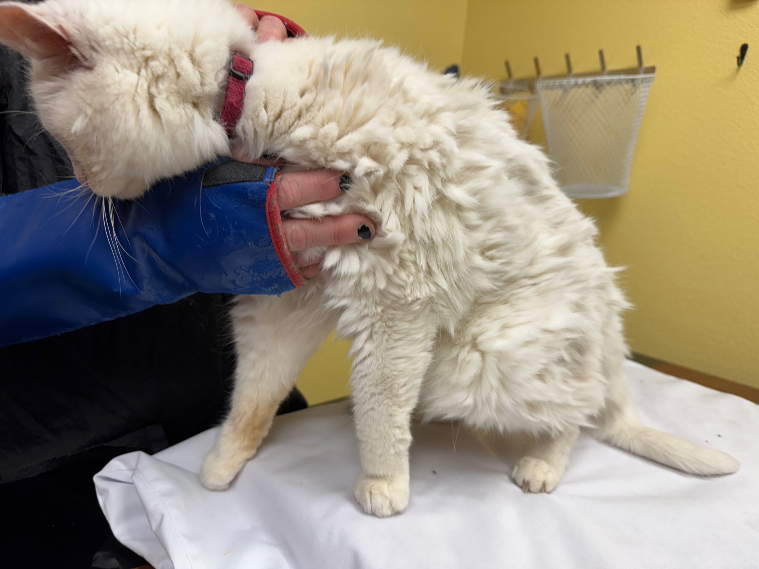Senior cat with severe matting before coat reset in Portland Powell