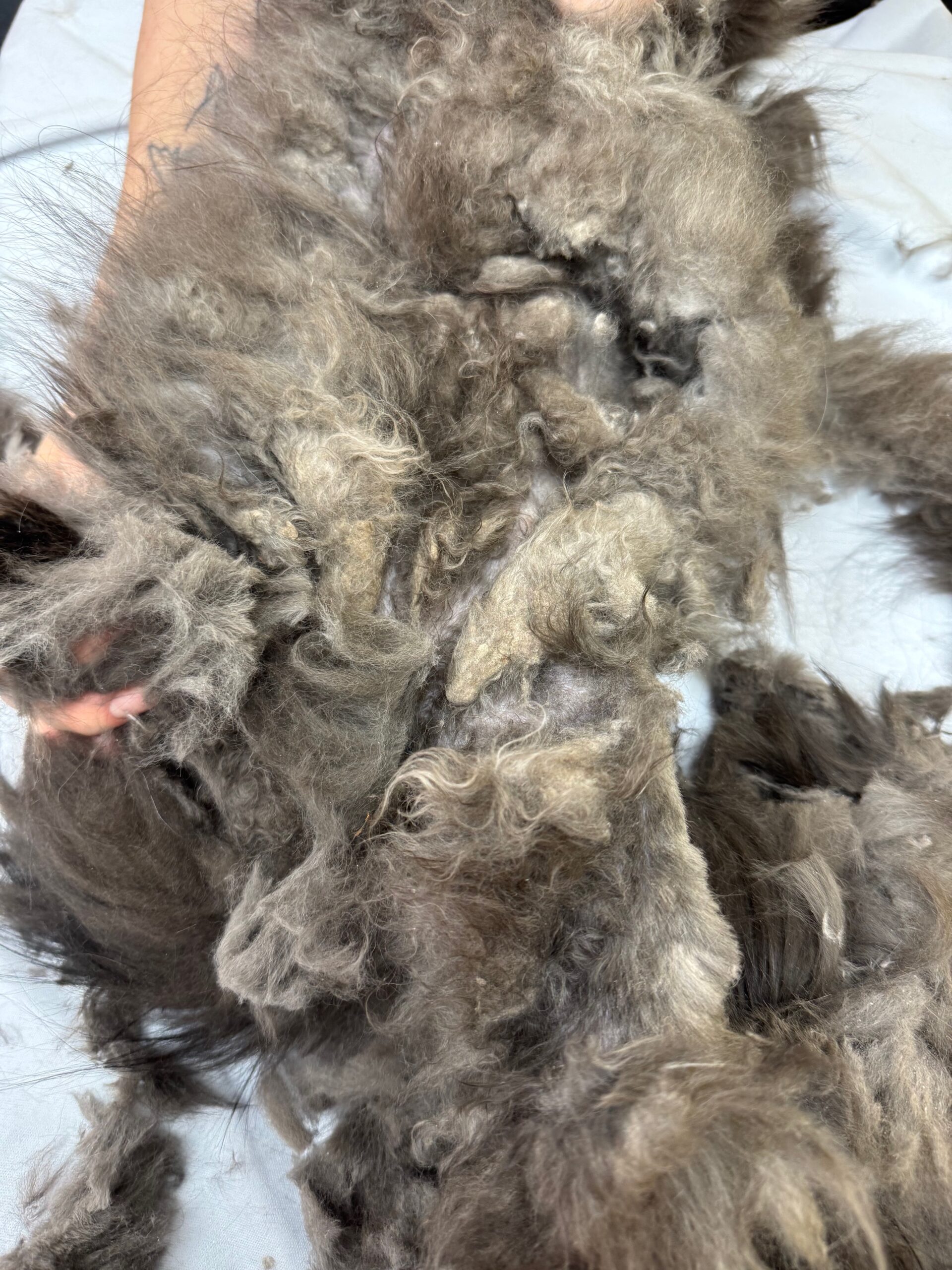 Severe feline coat encasement before removal