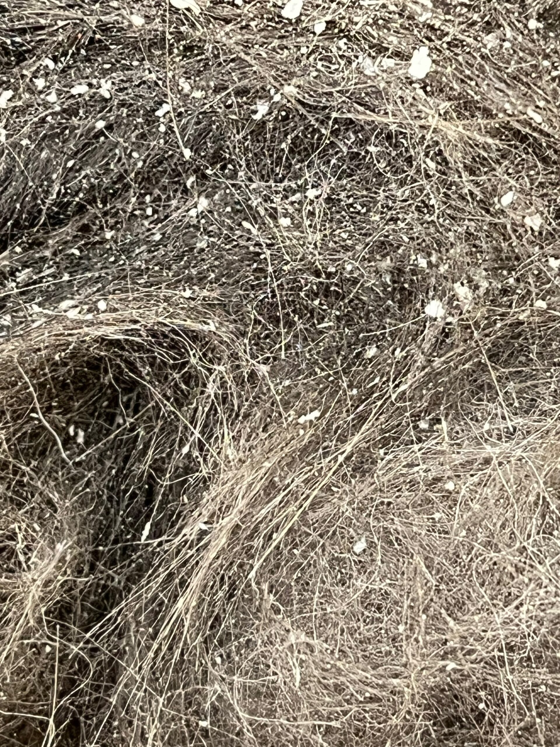 Up close hair pile full of dandruff showing dense dead skin and loose coat packed together