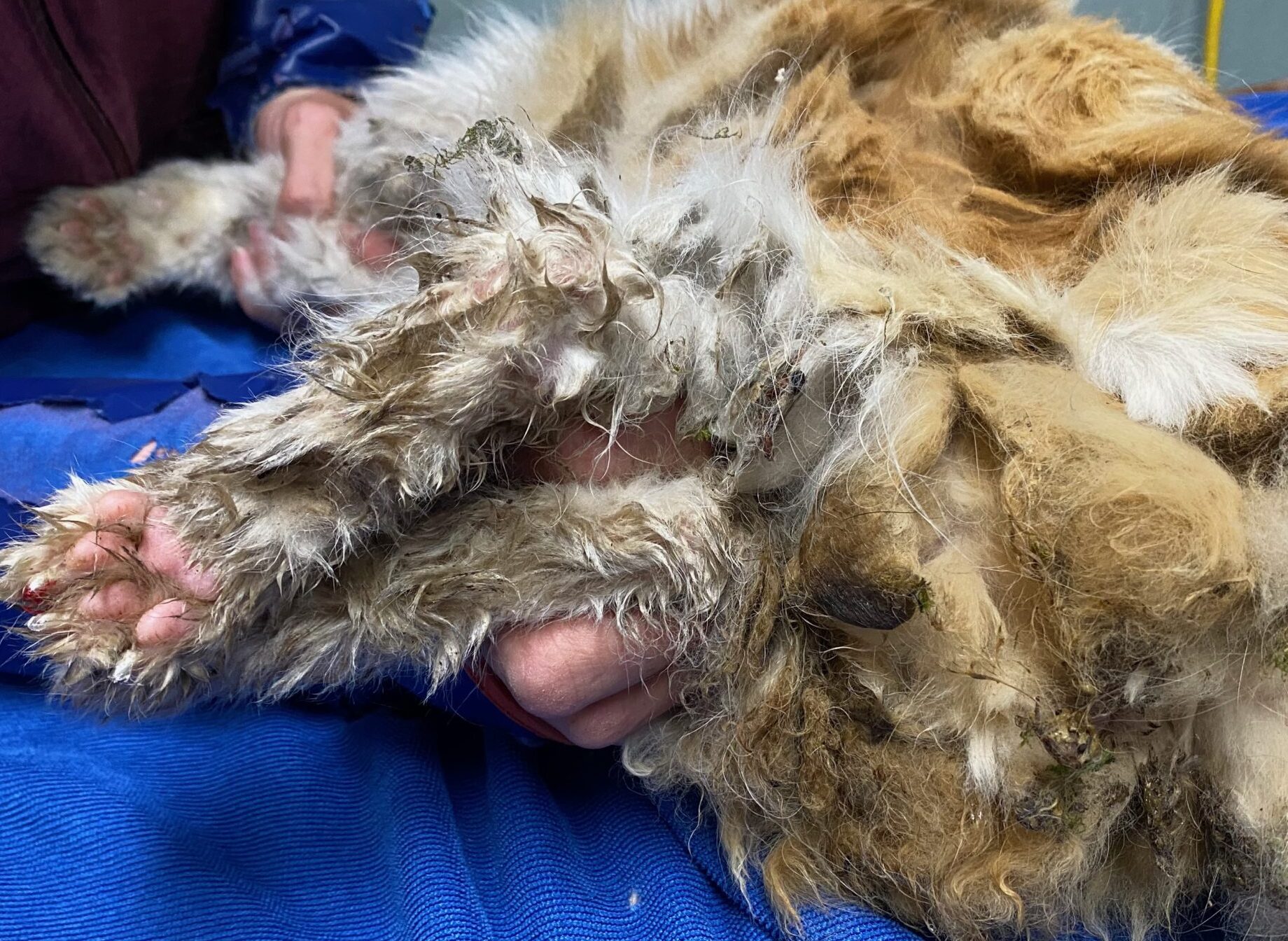 Severe feline matting with embedded fecal debris and contaminated coat