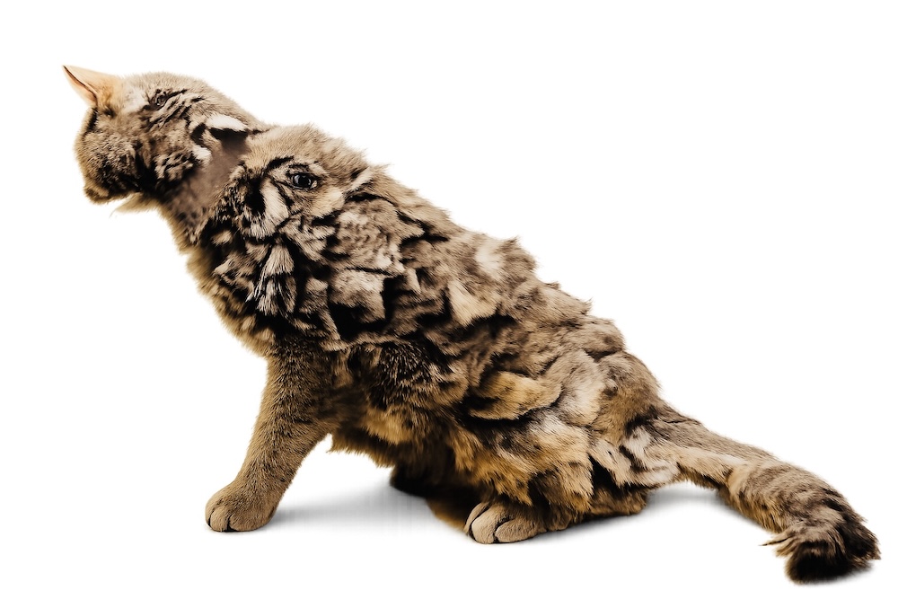 Severely matted cat in Portland (Cats in the City)