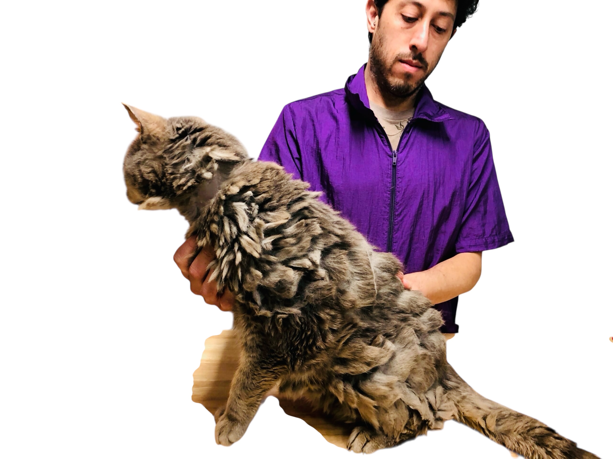 Severely matted cat requiring coat release