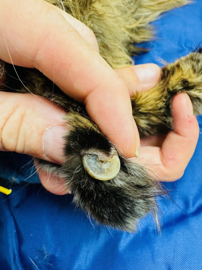 Severely overgrown cat claw forming a full circular loop into the paw pad