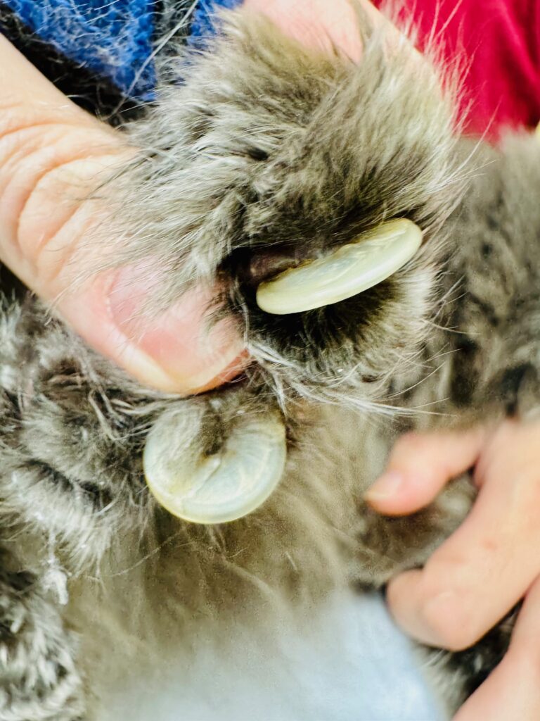 Two severely overgrown cat claws curling inward toward the paw pad