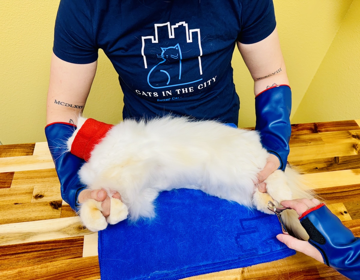 Cat in cradle support wearing the Comfort Hoodie