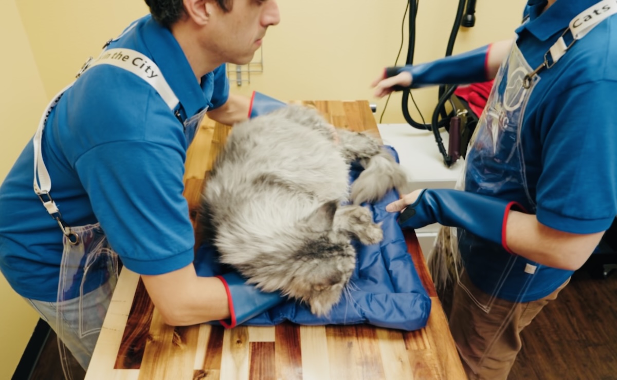 Cradle support technique during grooming without sedation