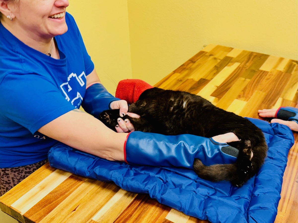 Team-based TANDEM Touch handling during cat grooming