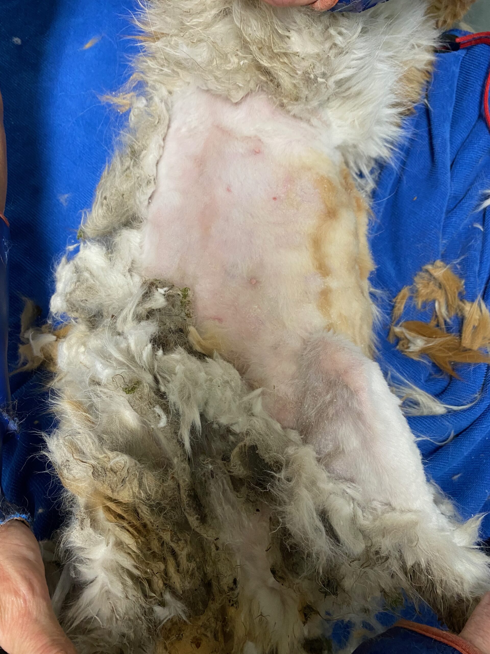 Fecal entrapment with partial shave and ventral skin exposure after pelt removal