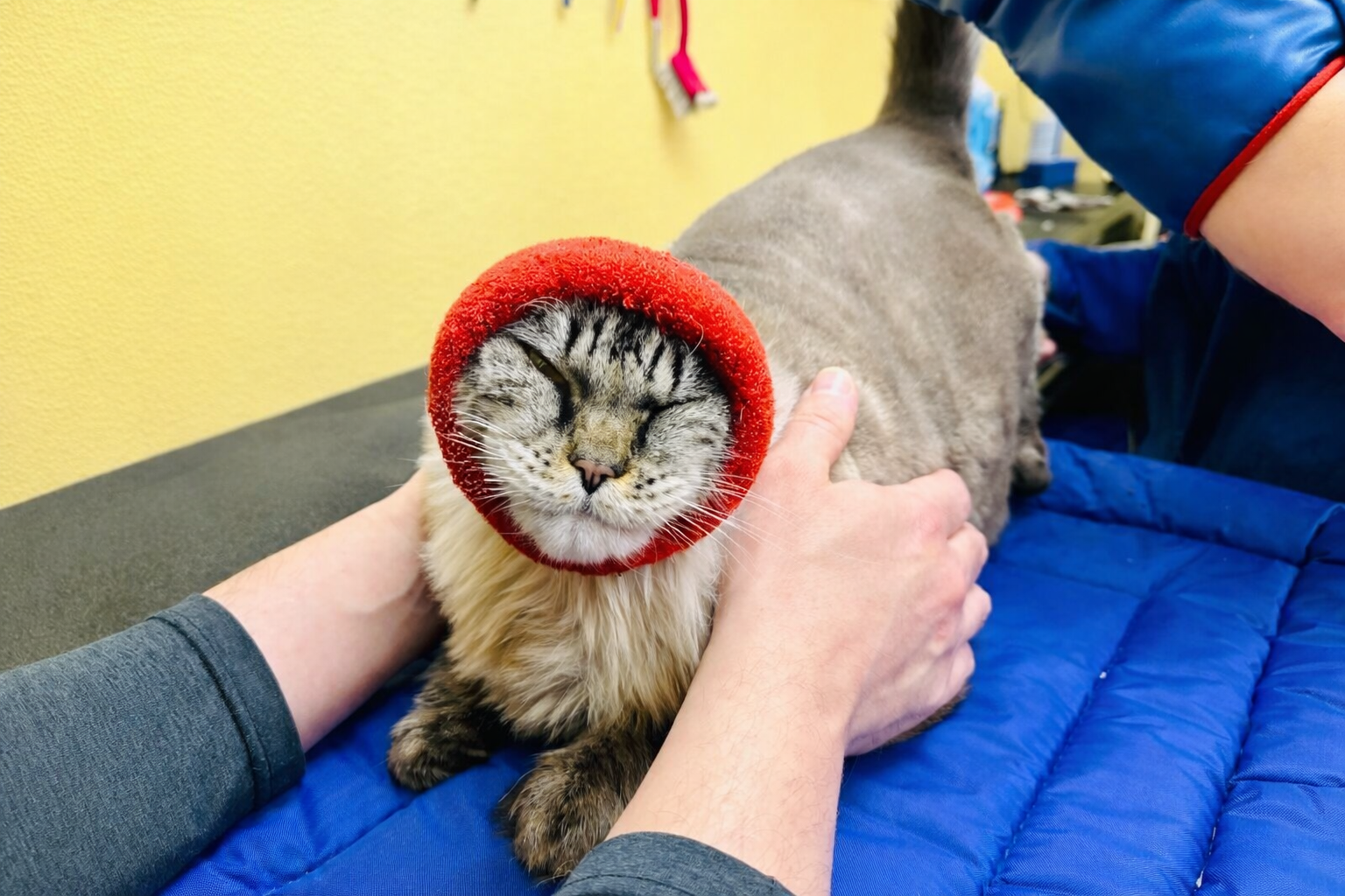Cat receiving low-stress grooming support at Cats in the City