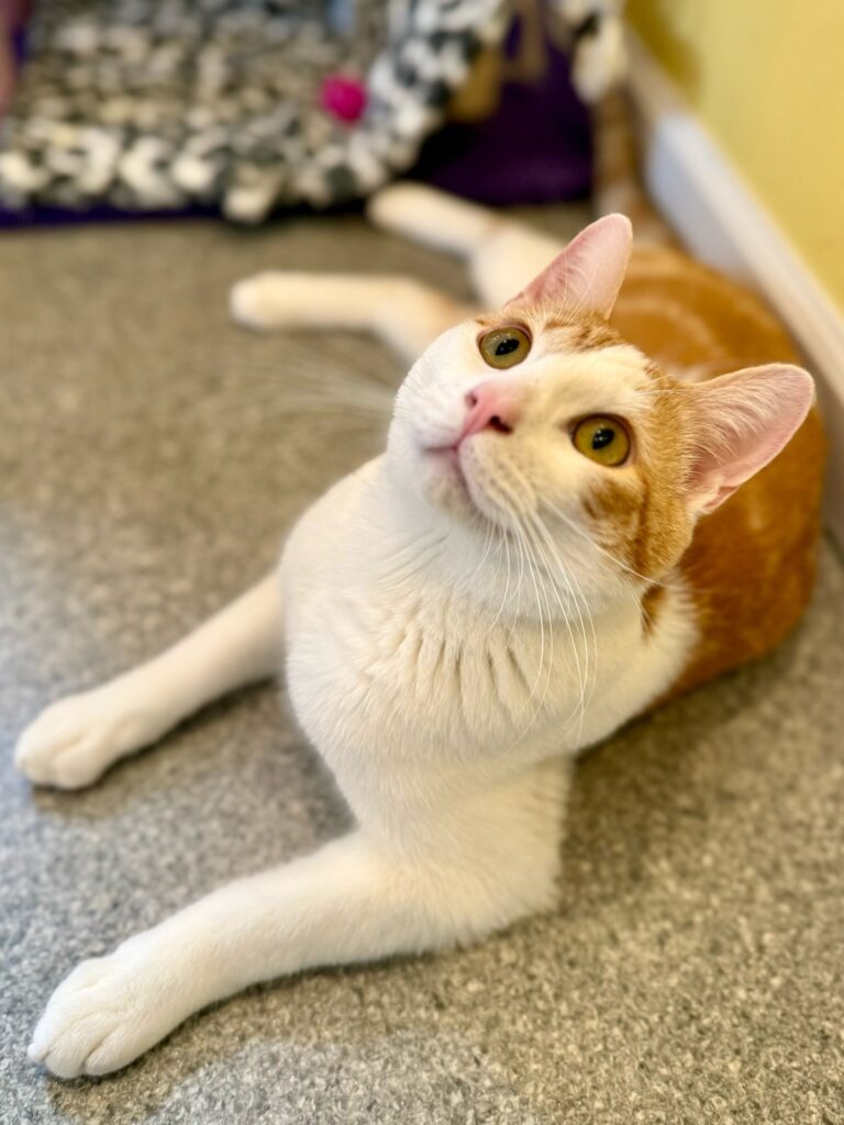 Juice the piebald Tabby kitten available for adoption at Cats in the City Rescue Sellwood location