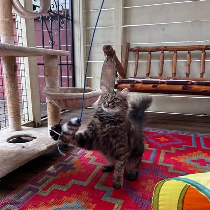 Active cat exploring a private suite at Cats in the City
