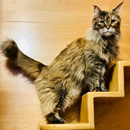 Maine Coon cat climbing enrichment wall